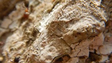 Karıncalar üzerinde ahşap yakın yukarı grubudur. Kırmızı ahşap karıncalar 