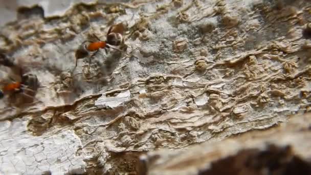 Karıncalar Üzerinde Ahşap Yakın Yukarı Grubudur Kırmızı Ahşap Karıncalar — Stok video