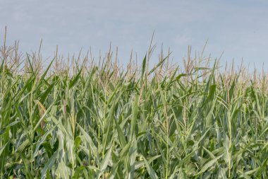 Tarım arazisi büyüyen mısır yeşil alan