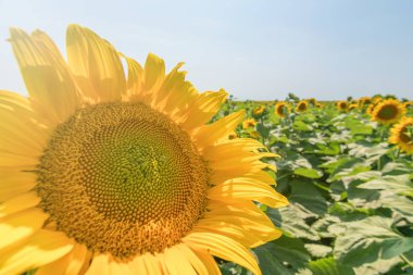 Ayçiçeği, çiçek açan Ayçiçeği tarlası