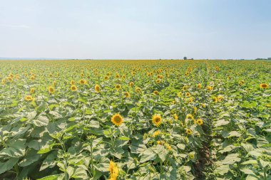 Çiçek açan ayçiçeği tarlası. Ayçiçeği tarlası.