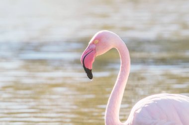 Daha büyük flamingo portresi, Pembe Flamingo portresi (Phoenicopterus roseus)