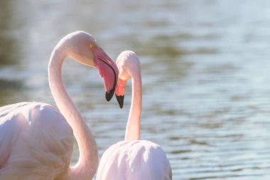 Doğal ortamda suda yürüyen iki pembe flamingo. 