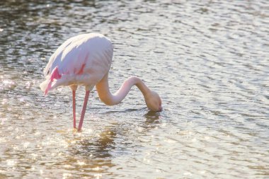 Flamingo suda yiyor, Pembe Flamingo, Doğal ortamlarında daha büyük flamingo 