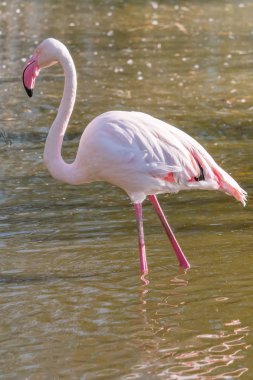 Pembe Flamingo, Doğal ortamlarında daha büyük flamingo (Phoenicopterus roseus