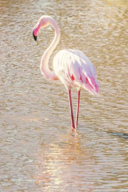 Pembe Flamingo, Doğal ortamlarında daha büyük flamingo (Phoenicopterus roseus