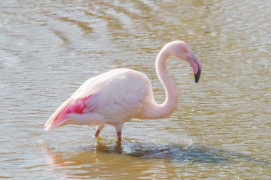 Pembe Flamingo, Doğal ortamlarında daha büyük flamingo (Phoenicopterus roseus