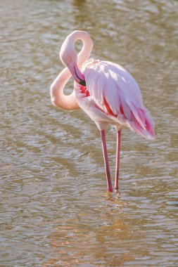 Pembe Flamingo, Doğal ortamlarında daha büyük flamingo (Phoenicopterus roseus