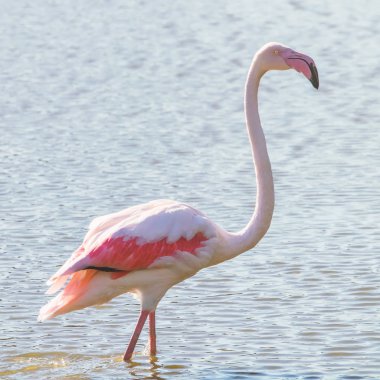 Pembe Flamingo, Doğal ortamlarında daha büyük flamingo (Phoenicopterus roseus