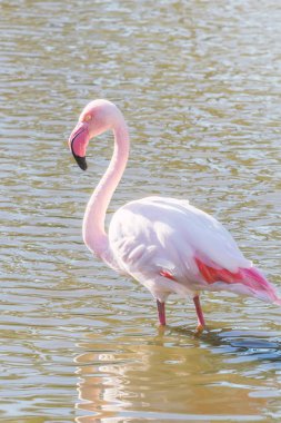 Pembe Flamingo, Doğal ortamlarında daha büyük flamingo (Phoenicopterus roseus