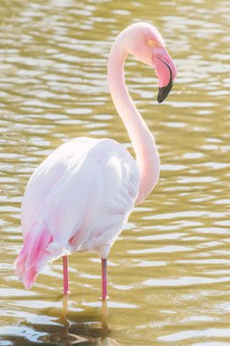 Pembe Flamingo, Doğal ortamlarında daha büyük flamingo (Phoenicopterus roseus