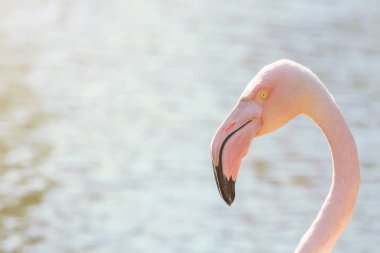 Daha büyük flamingo portresi, Pembe Flamingo portresi (Phoenicopterus roseus)