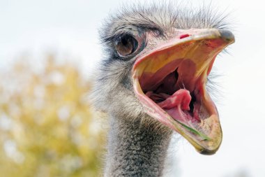 Kızgın devekuşu, yakın portre, yakın devekuşu kafası (Struth io camelus)