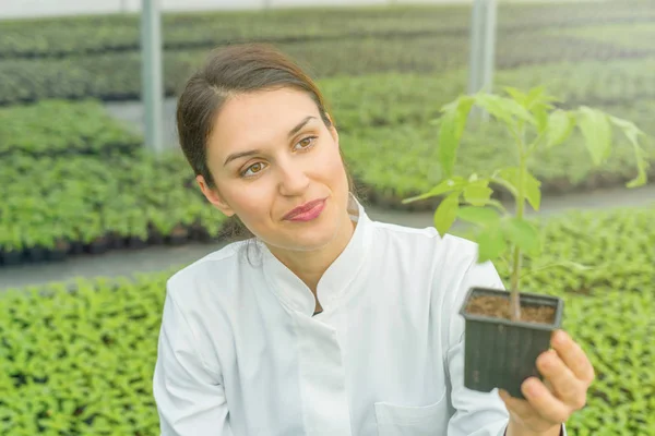 Woman Holding Potted Plant Greenhouse Nursery Seedlings Greenhouse — Stock Photo, Image