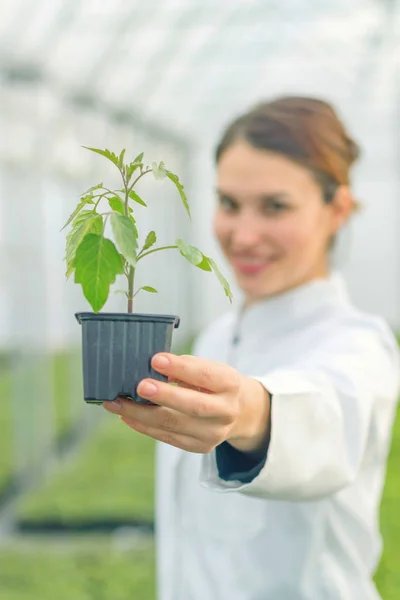 Mulher Segurando Vaso Planta Estufa Berçário Mudas Estufa — Fotografia de Stock