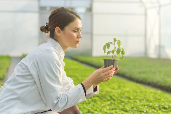 Woman Holding Potted Plant Greenhouse Nursery Seedlings Greenhouse — Stock Photo, Image