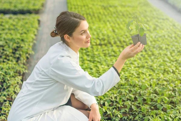 Mulher Segurando Vaso Planta Estufa Berçário Mudas Estufa — Fotografia de Stock