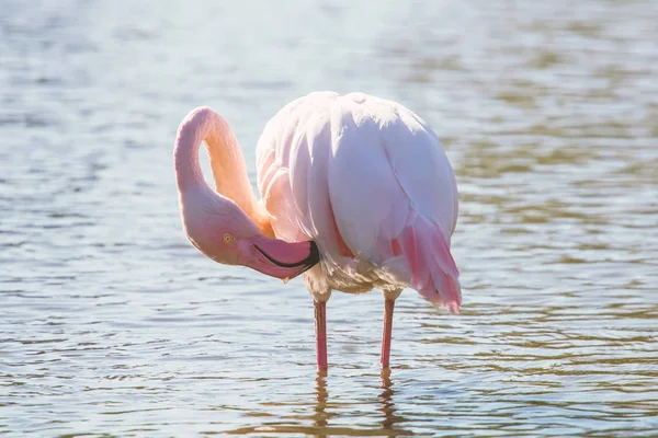 Pink Flamingo Greater Flamingo Natural Environment Phoenicopterus Roseus — Stock Photo, Image