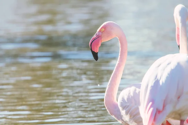 Flamingo Rosa Flamingo Maior Seu Ambiente Natural Phoenicopterus Roseus — Fotografia de Stock