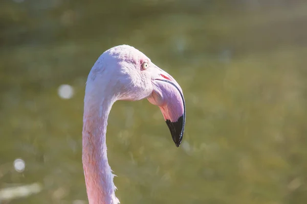 Greater Flamingo Portrait Pink Flamingo Portrait Phoenicopterus Roseus — Stock Photo, Image