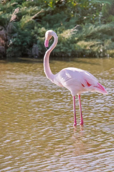 Rosafarbener Flamingo Großer Flamingo Ihrer Natürlichen Umgebung Phoenicopterus Roseus — Stockfoto