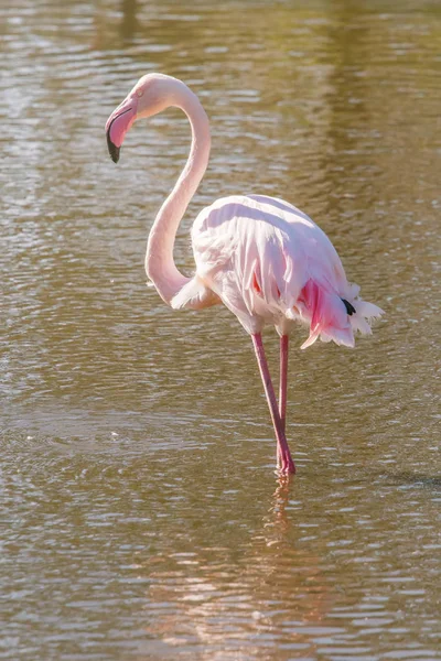 Pink Flamingo Μεγαλύτερη Φλαμίνγκο Στο Φυσικό Τους Περιβάλλον Phoenicopterus Roseus — Φωτογραφία Αρχείου