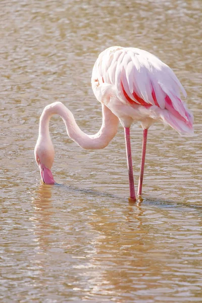 Flamingo Едят Воде Розовый Фламинго Большой Фламинго Природной Среде — стоковое фото