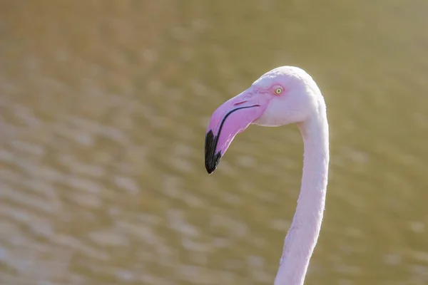 Μεγαλύτερη Φλαμίνγκο Πορτρέτο Pink Flamingo Πορτρέτο Phoenicopterus Roseus — Φωτογραφία Αρχείου