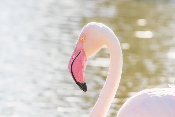 Groter Flamingo Portret Pink Flamingo Portret Phoenicopterus Roseus — Stockfoto