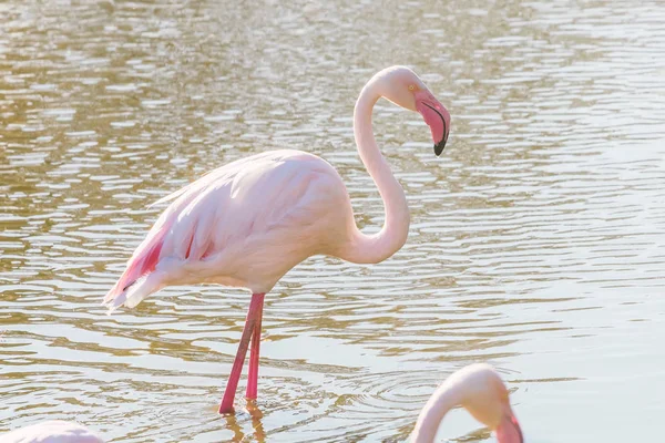 Pink Flamingo Greater Flamingo Natural Environment Phoenicopterus Roseus — Stock Photo, Image