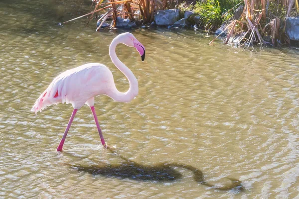 Roze Flamingo Grote Flamingo Hun Natuurlijke Omgeving Phoenicopterus Roseus — Stockfoto