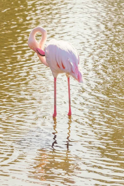 Rosafarbener Flamingo Großer Flamingo Ihrer Natürlichen Umgebung Phoenicopterus Roseus — Stockfoto