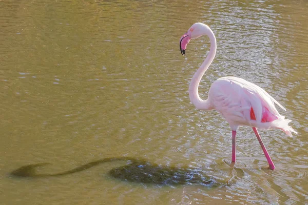 Rosafarbener Flamingo Großer Flamingo Ihrer Natürlichen Umgebung Phoenicopterus Roseus — Stockfoto