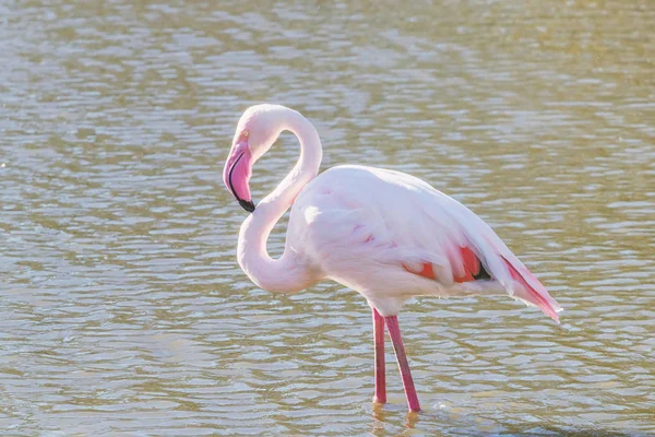 Pembe Flamingo, Doğal ortamlarında daha büyük flamingo (Phoenicopterus roseus