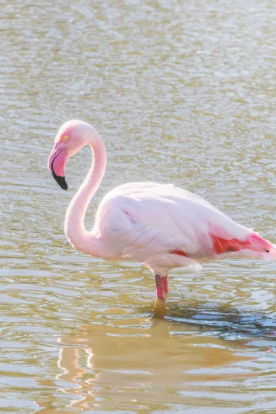 Pembe Flamingo Doğal Ortamlarında Daha Büyük Flamingo Phoenicopterus Roseus — Stok fotoğraf