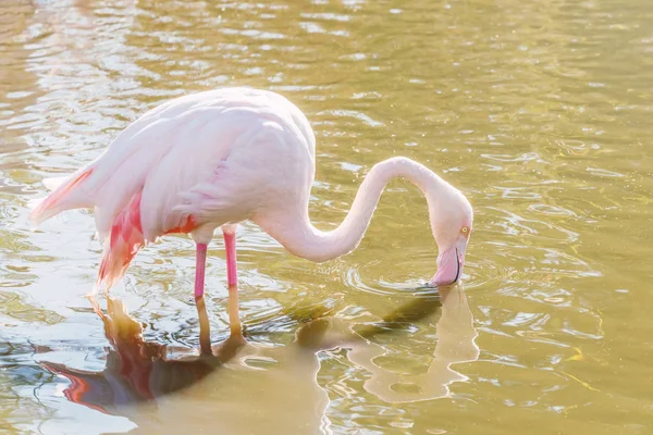 Flamingo Eten Het Water Roze Flamingo Grotere Flamingo Hun Natuurlijke — Stockfoto