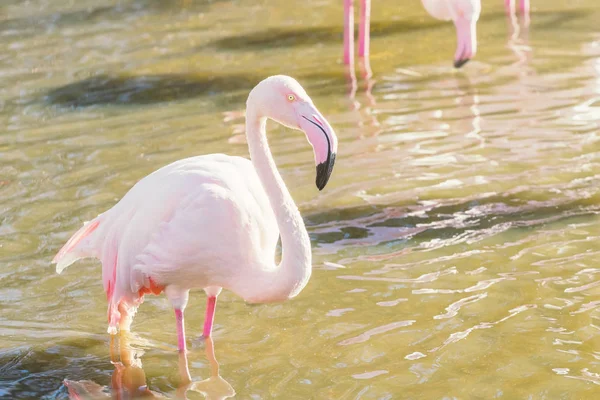 Fenicottero Rosa Fenicottero Maggiore Nel Loro Ambiente Naturale Phoenicopterus Roseus — Foto Stock