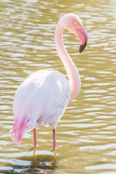 Roze Flamingo Grote Flamingo Hun Natuurlijke Omgeving Phoenicopterus Roseus — Stockfoto