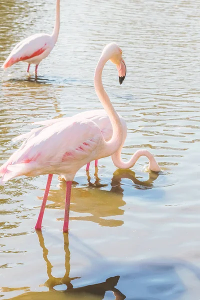 Pink Flamingo Greater Flamingo Natural Environment Phoenicopterus Roseus — Stock Photo, Image