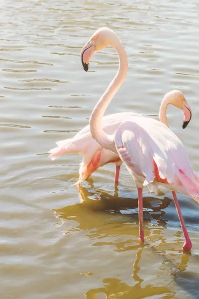 Rosafarbener Flamingo Großer Flamingo Ihrer Natürlichen Umgebung Phoenicopterus Roseus — Stockfoto