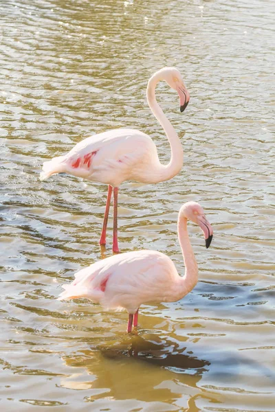 Twee Roze Flamingo Wandelen Het Water Een Natuurlijke Omgeving — Stockfoto