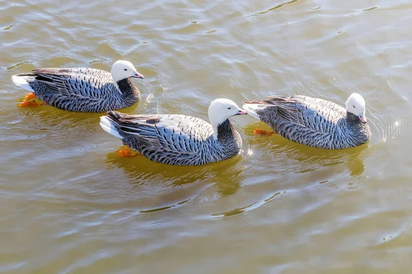 Emperor Geese Swimming Water Anser Canagicus — Stock Photo, Image