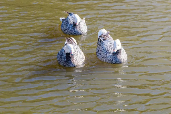 Emperor Geese Swimming Water Anser Canagicus — Stock Photo, Image