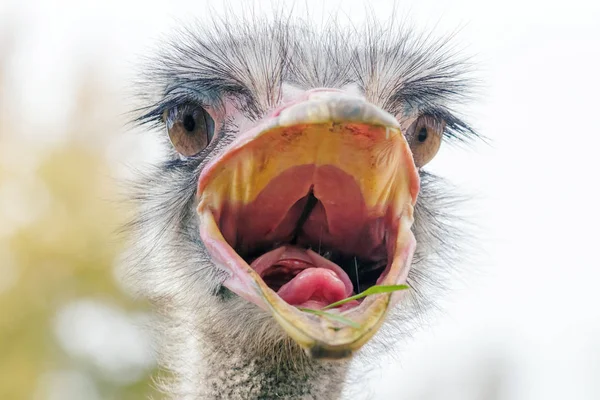 Wütender Strauß Großaufnahme Porträt Großaufnahme Straußenkopf Struthio Camelus — Stockfoto