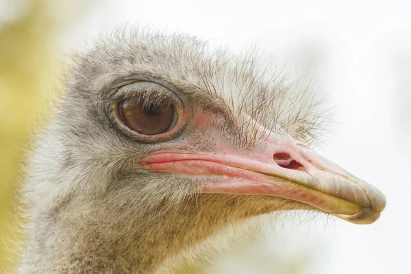 Strauß Großaufnahme Porträt Großaufnahme Straußenkopf Struthio Camelus — Stockfoto