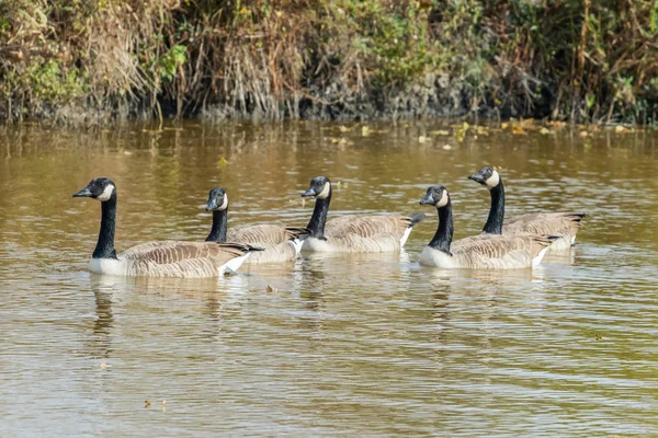 Gansos Canadienses Lago Otoño Branta Canadensis — Foto de Stock