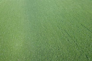 Yeşil mısır tarlası Aerial, Mısır tarlası Aerial.