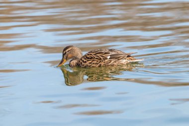 Vahşi ördek Mallard Anas platyrhynchos. Dişi Ördek.