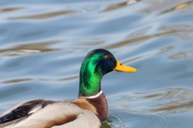 Vahşi ördek Mallard Anas platyrhynchos. Erkek Ördek.