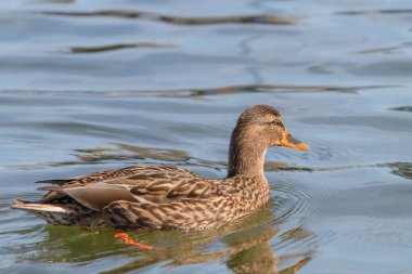 Vahşi ördek Mallard Anas platyrhynchos. Dişi Ördek.
